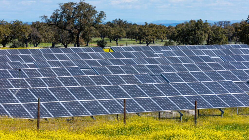 Image of a community solar project on fallow farmland. Trees are in the background, the grass is green, and the solar panels are blue.