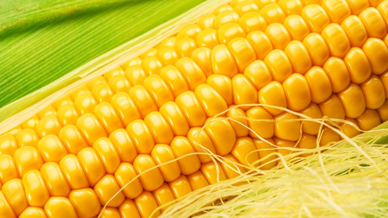 When Can You Buy One-of-a-Kind Fresno State Sweet Corn?
