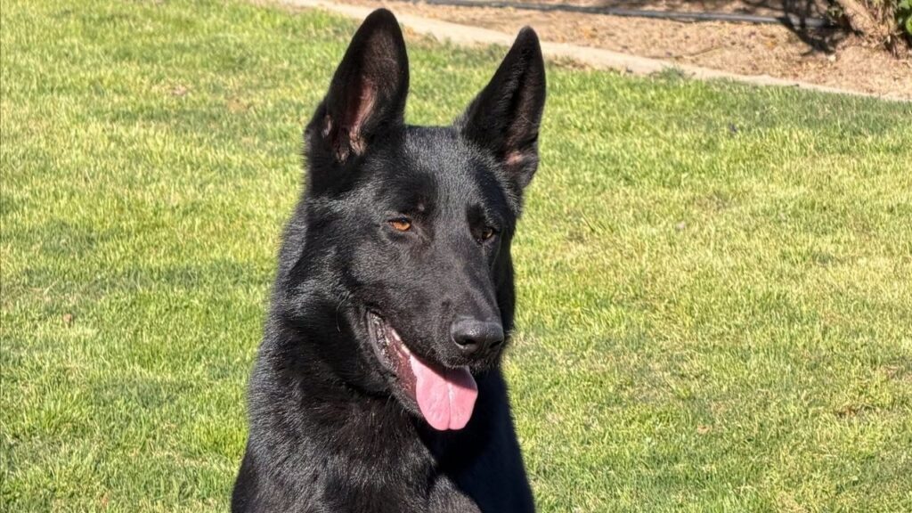 A man was arrested after a theft call at Home Depot escalated into a pursuit and crash, where he was later apprehended with assistance from K-9 Ace, police said. (Hanford PD)