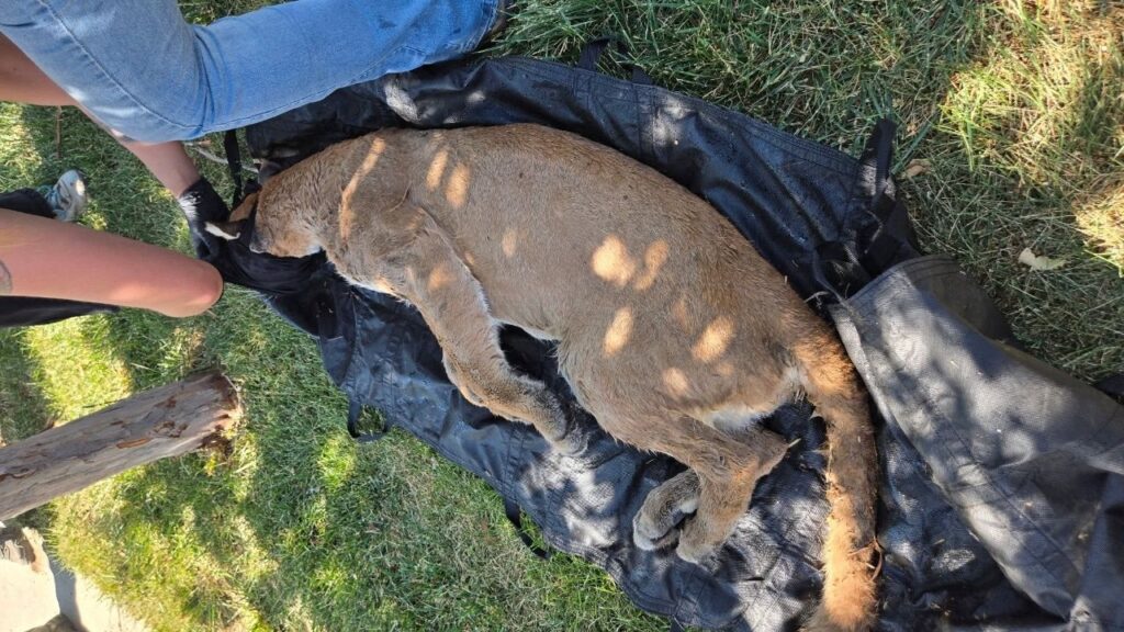 A mountain lion reported within Hanford city limits was tranquilized by state wildlife officials following multiple sightings. (Hanford PD)