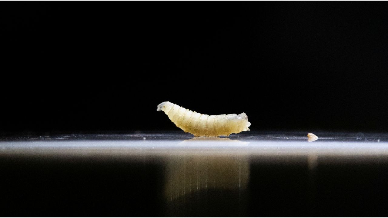 A sample of screwworms collected in the morning are displayed at the veterinary clinic in Tapachula, Chiapas state, Mexico July 4, 2025. (Reuters File)