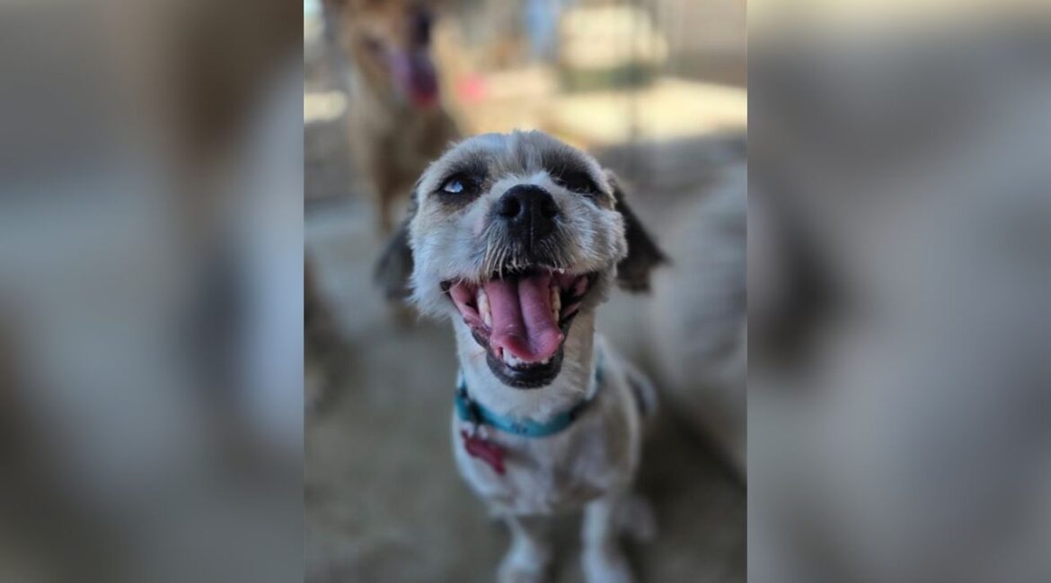 A year-old Shih Tzu mix named Pepino, rescued from an orchard and lovingly raised alongside a surrogate dog family, is now available for adoption after showing a friendly, affectionate personality with people and other dogs. (Mell's Mutts)