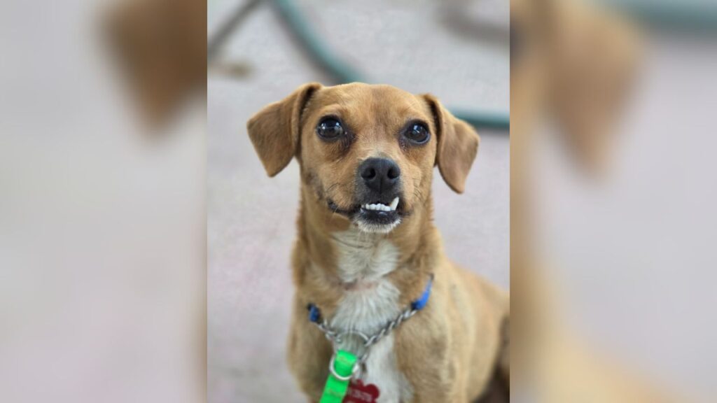 After spending nearly a year roaming around a smog shop with a dangerously tight collar, tiny 8-pound Smog is finally safe with Mell's Mutts and ready to trade street life for an indoor forever home. (Mell's Mutts)