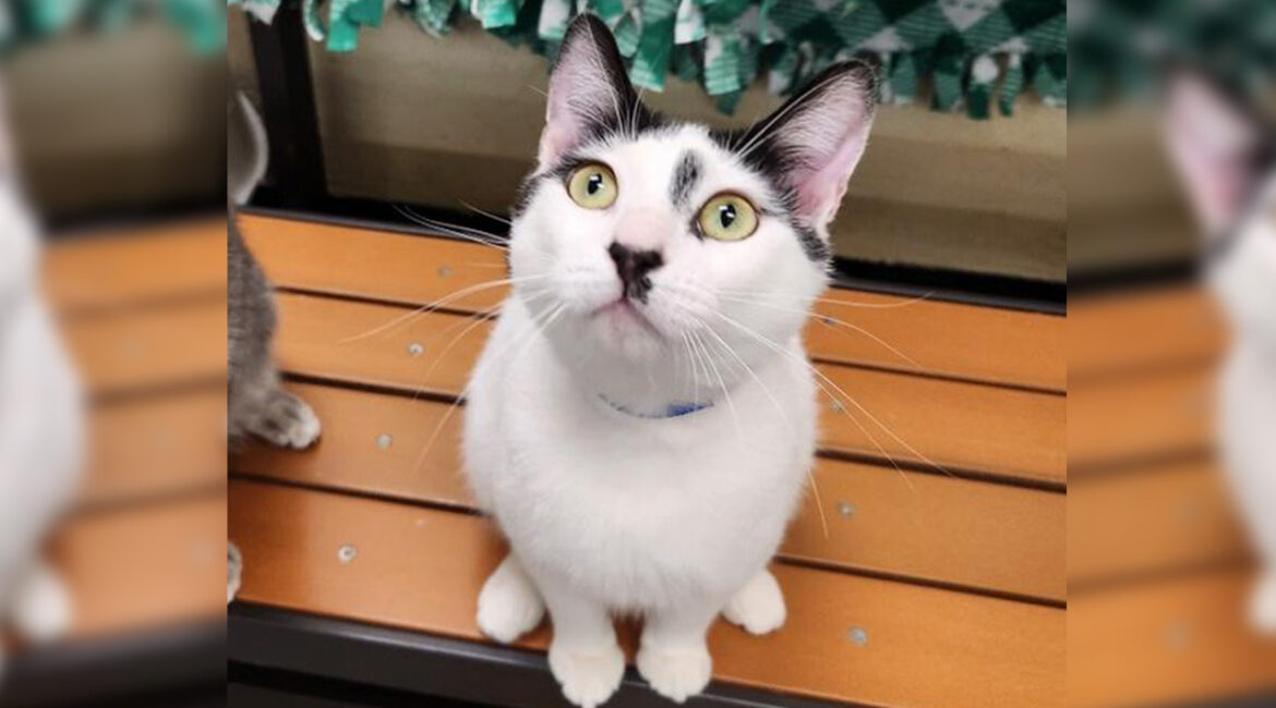 Image of a young white cat with black accents on his ears looking up from a bench