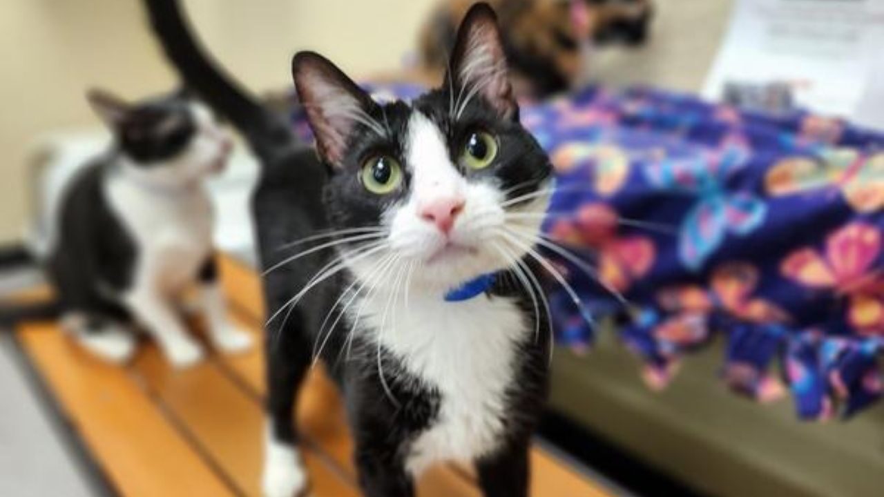 Image of Billy Bob, a black-and-white "tuxedo" 1-year-old adoptable cat