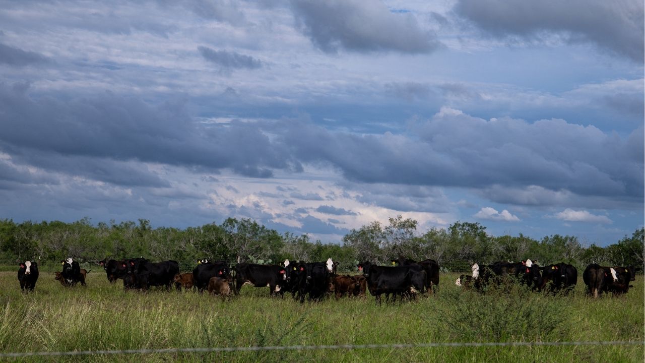 A herd of cattle graze pasture on Susan Storey Rubio and DJ Rubio’s multi generational 11,000 acre ranch, two days after the U.S. Department of Agriculture confirmed that New World screwworm was detected in a Texas calf in Zavala County, in Cotulla, Texas, U.S. June 5, 2026. Reuters/Kaylee Greenlee
