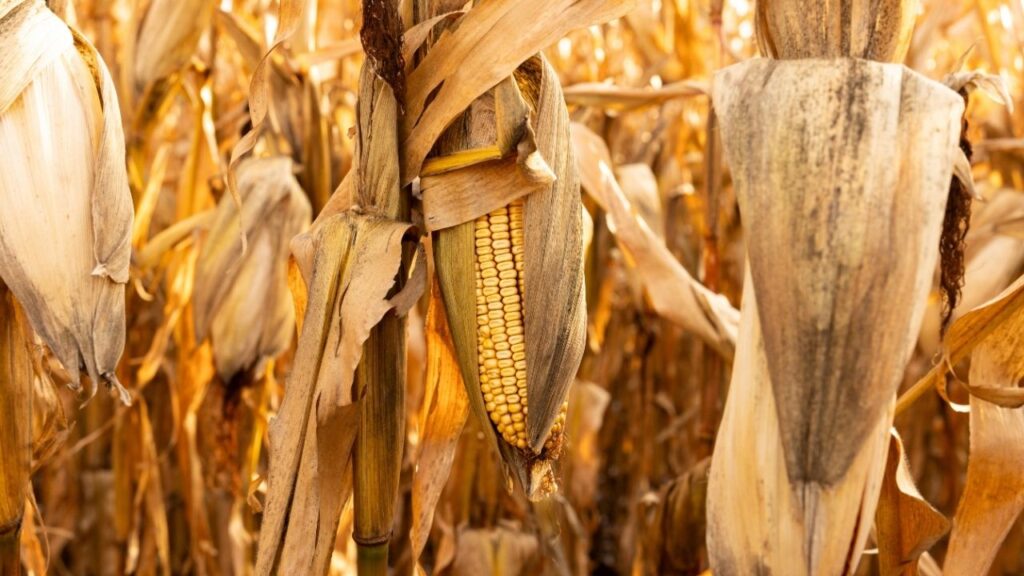 Corn on a farm near Fergus Falls, Minn., Nov. 2, 2023. One of the largest fertilizer companies in the world, the Mosaic Company, is losing money because a small amount of a specific ingredient is stuck in the Strait of Hormuz. (Tim Gruber/The New York Times)