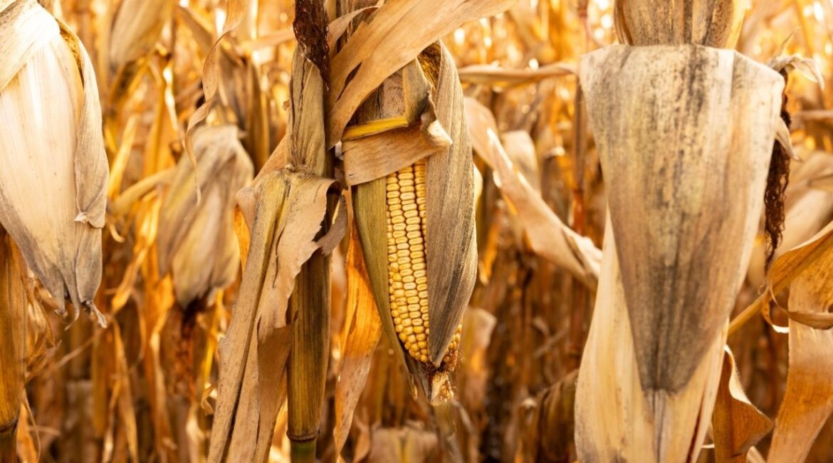 Corn on a farm near Fergus Falls, Minn., Nov. 2, 2023. One of the largest fertilizer companies in the world, the Mosaic Company, is losing money because a small amount of a specific ingredient is stuck in the Strait of Hormuz. (Tim Gruber/The New York Times)