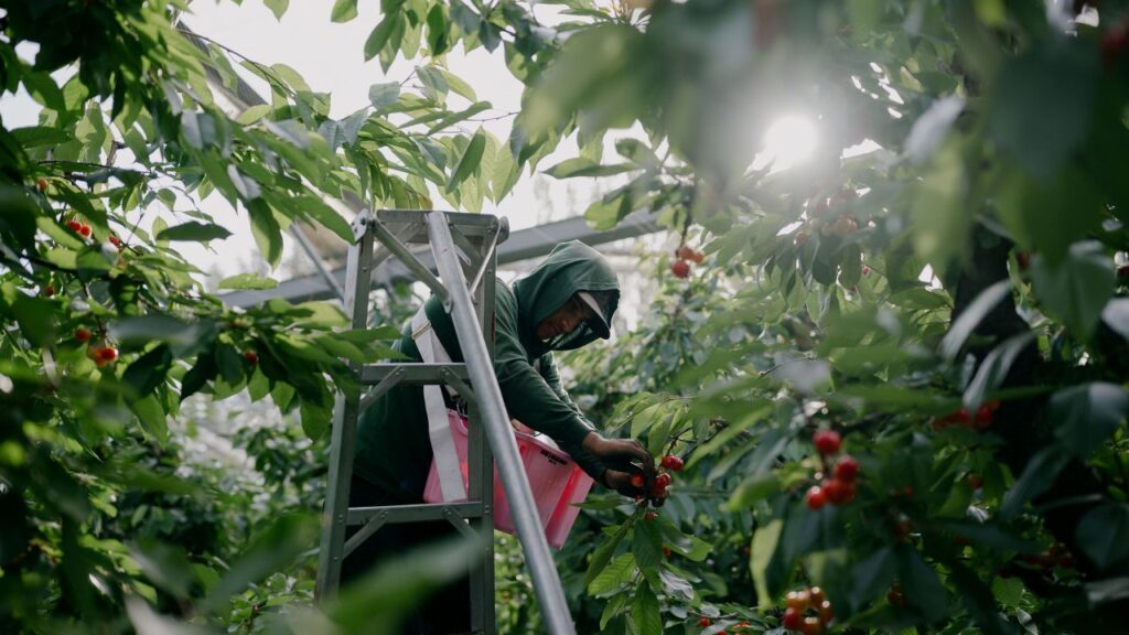 Image of an immigrant on a ladder picking cherries. He's surrounded by leaves and branches with light poking through