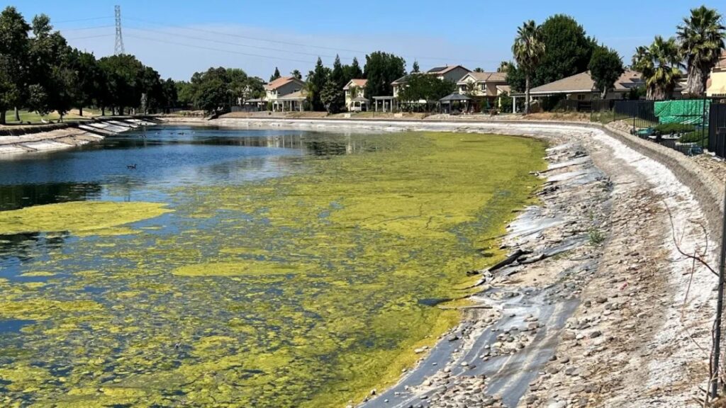 Image of an algae covered lake in a development in Chowchilla, California dteriorating