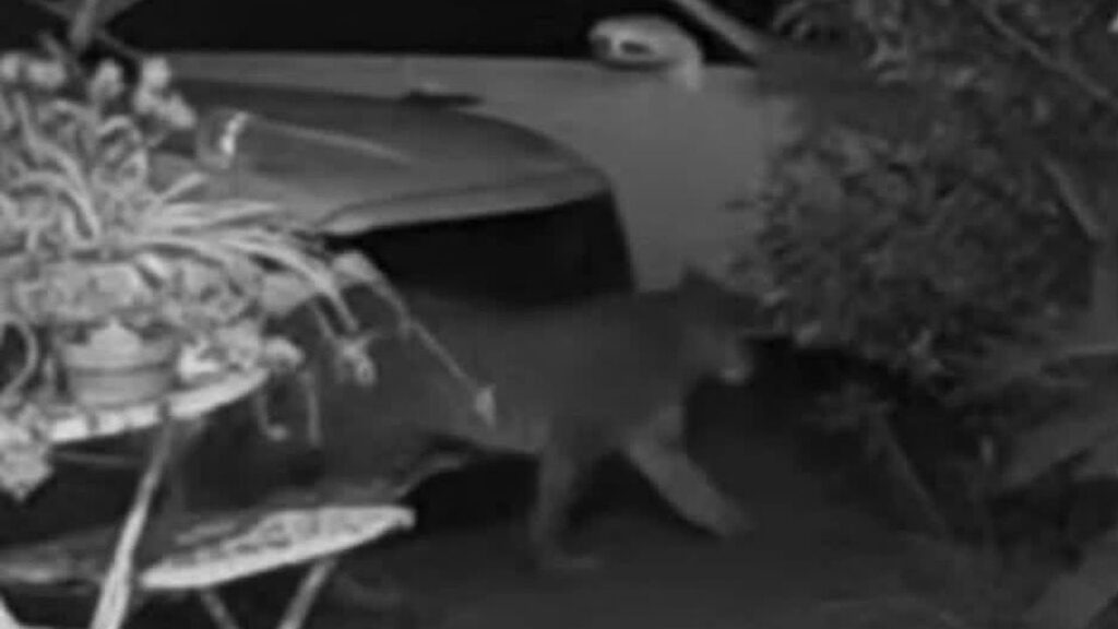 Hanford police are investigating multiple reports of a possible mountain lion in city limits and are urging residents to keep their distance and report sightings to authorities. (Hanford PD)