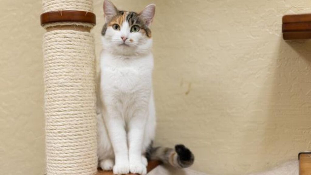 Image of a mostly white cat standing next to a scratching post