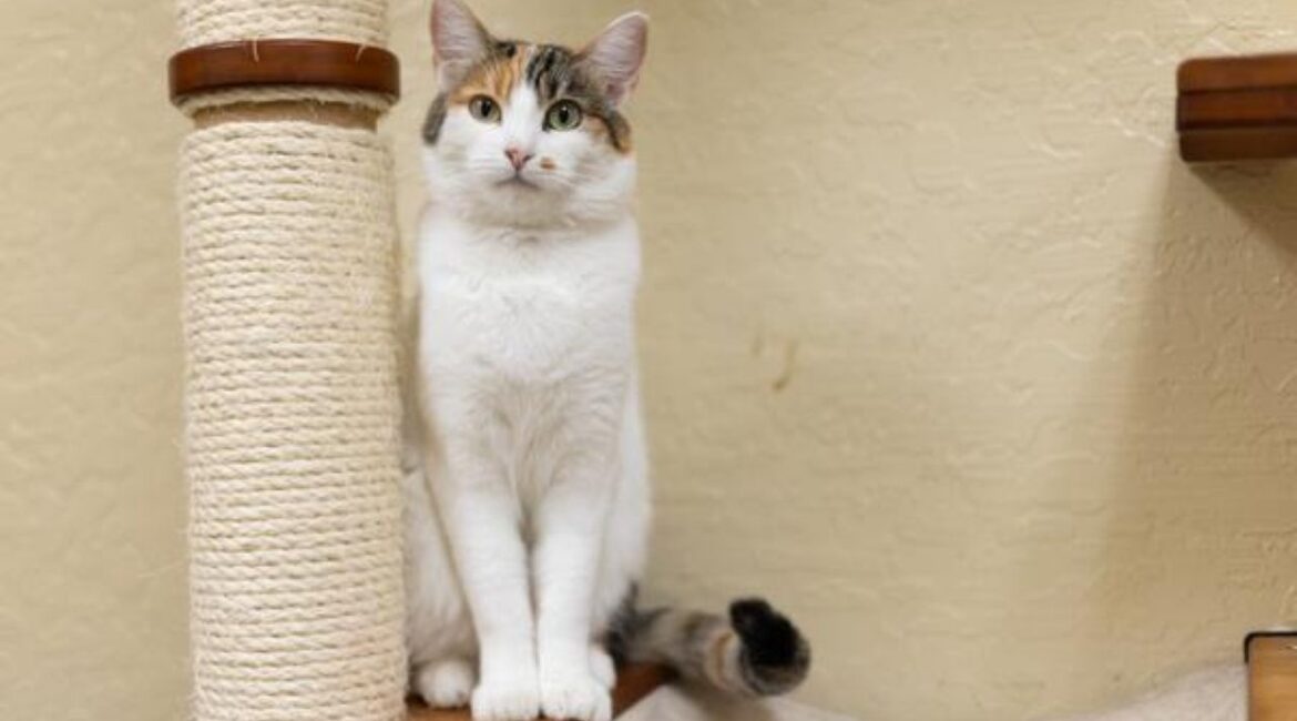 Image of a mostly white cat standing next to a scratching post