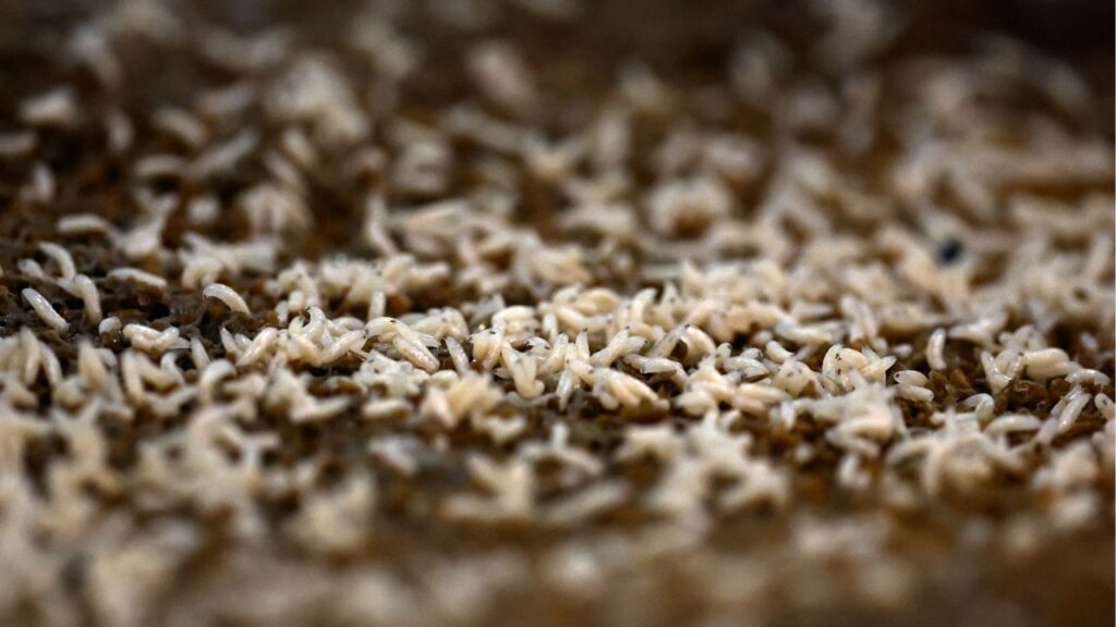Mediterranean fly larvae are placed in trays to be fed inside a bio-factory as Mexico's government reconditions a plant to become the new sterile screwworm fly facility, part of the country's effort to eradicate the flesh-eating parasite that threatens its livestock industry and raises tensions with the United States, in Metapa de Dominguez, Mexico, October 17, 2025. (Reuters File)