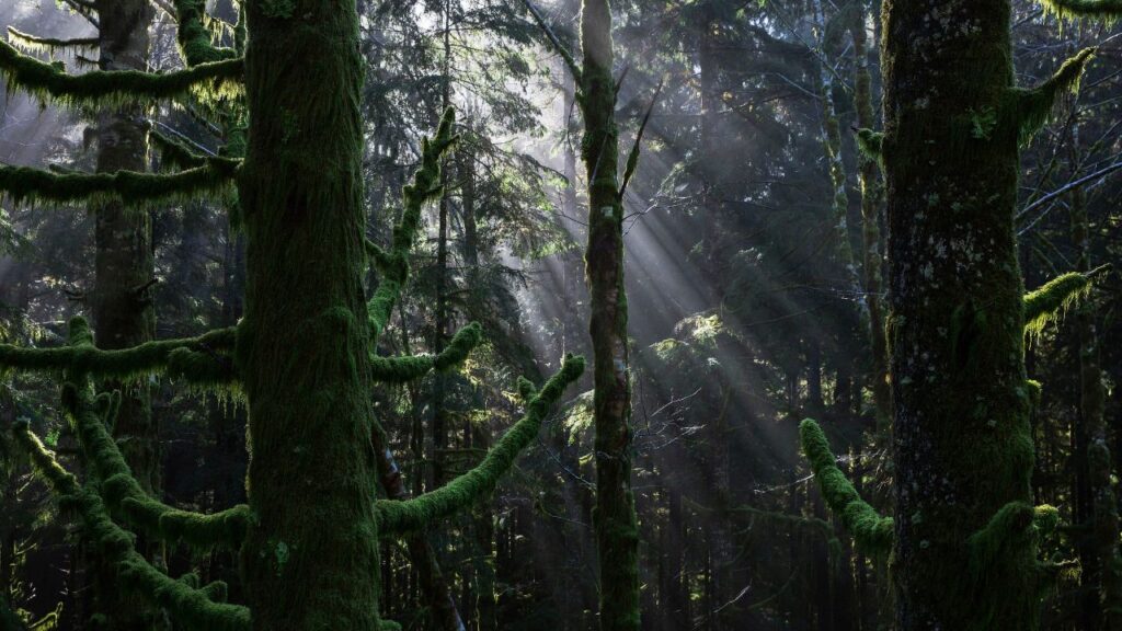 Moss-covered trees at Olympic National Park in Washington State, Nov. 3, 2016. A skeleton that was found 26 years ago inside a tent in a remote area of the park has now been identified, thanks to a combination of matching DNA to relatives and advances in DNA technology, as a man named Joseph Louis Serrao Jr., who was born in 1960. (Ruth Fremson/The New York Times)