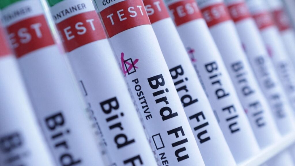 Test tubes are seen labelled "Bird Flu" words in this illustration taken, June 10, 2024. (Reuters/Dado Ruvic/Illustration)