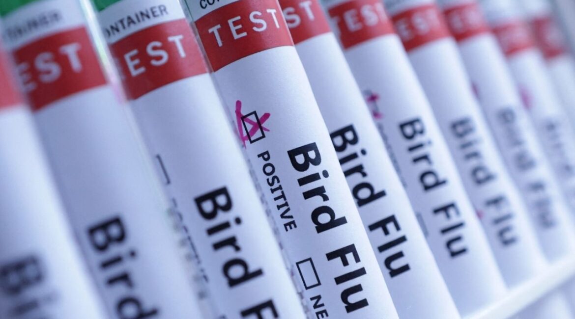Test tubes are seen labelled "Bird Flu" words in this illustration taken, June 10, 2024. (Reuters/Dado Ruvic/Illustration)