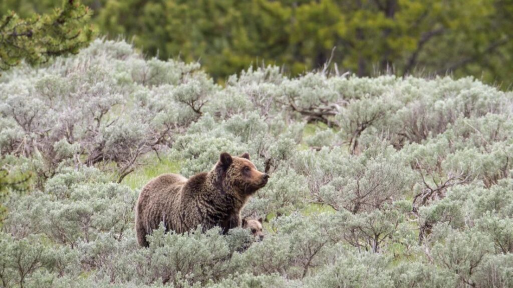 Image of a mama grizzly bear and her cub facing right amid green scrub brush