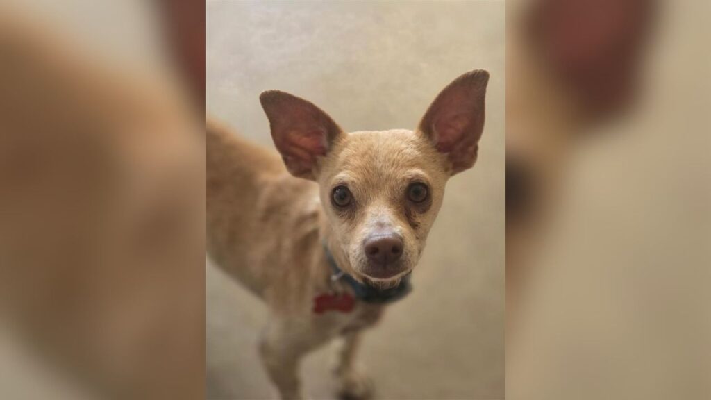 A 5-year-old, 6-pound dog named Rikki Tikki, rescued by Mell's Mutts after surviving alone outside a business, is now thriving and ready for adoption. (Mell's Mutts)