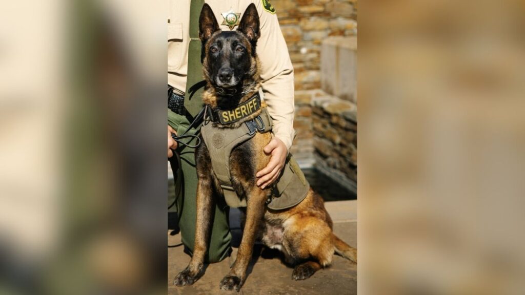 A Fresno County Sheriff's Office K-9, Santi, died after being startled by illegal fireworks, jumping a fence and being struck by a hit-and-run driver in Clovis, authorities said. (Fresno County SO)
