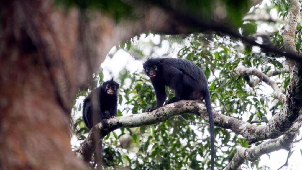 A photo provided by Daniel Rosengren shows a new species of monkey, Colobus congoensis, known locally as Likweli, at the Lomami National Park in the Democratic Republic of Congo. The monkeys’ restricted range helps explain why they’re so poorly known even by local people, a researcher says. (Daniel Rosengre/Frankfurt Zoological Society via The New York Times)