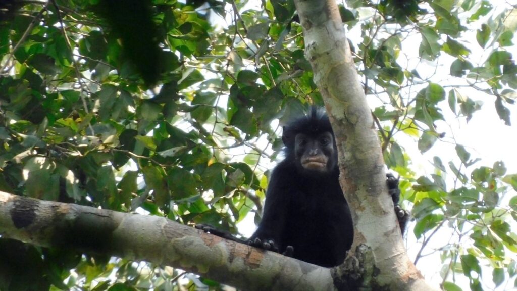 A photo provided by Junior Amboko shows a new species of monkey, Colobus congoensis, known locally as Likweli, at the Lomami National Park in the Democratic Republic of Congo. It is only the fifth new African monkey described in the past 75 years. (Junior Amboko/Florida Atlantic University via The New York Times) 