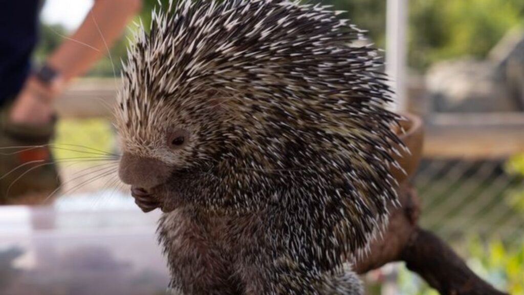 A porcupine makes an appearance at the Fresno Chaffee Zoo breakfast. (Fresno Chaffee Zoo)
