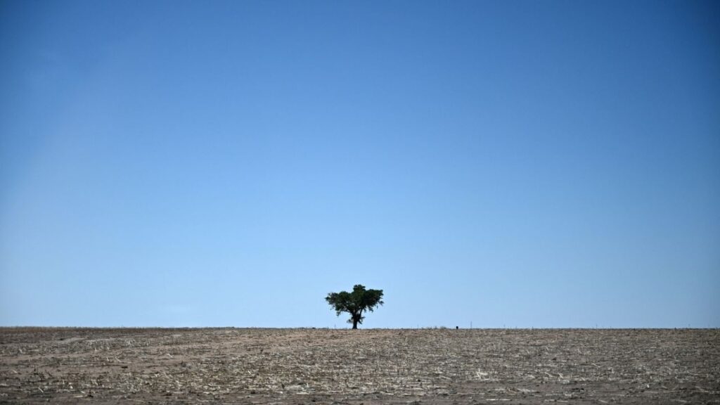 A tree stands among tilled sorghum on Scott Irlbeck's farm in Tulia, Texas, U.S., May 13, 2026. "Last year I came off a big crop, so I can't say there's no hope in this," Irlbeck says about continuing to farm. (Reuters/Annie Rice)
