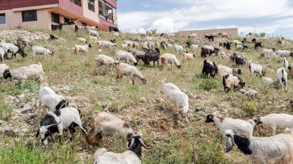 Animals graze on the edge of the town of Marjayoun in southern Lebanon on May 15, 2026. Residents and others in the south say shelling, damaged roads and restricted access have cut off farmers from land and their livestock. (Daniel Berehulak/The New York Times)