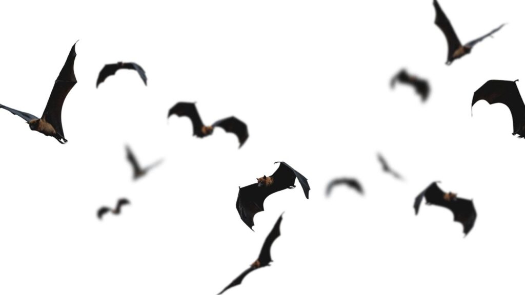 Asset id: 2651775927 Isolated Flying Bats In White Background Upload date: July 10, 2025