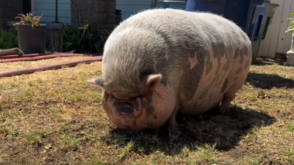 "Big Mama" was rescued by neighbors near a fire on Thursday, July 2, 2026. (Fresno FD)