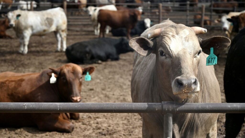 Cows sit at the Lubbock Feeders feedlot, that has 350 acres of feedyard pens, in Lubbock, Texas, U.S., April 22, 2026. (Reuters File)