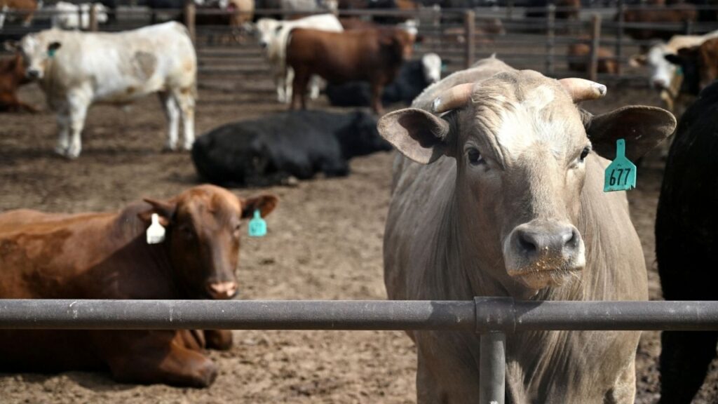 Cows sit at the Lubbock Feeders feedlot, that has 350 acres of feedyard pens, in Lubbock, Texas, U.S., April 22, 2026. (Reuters File)