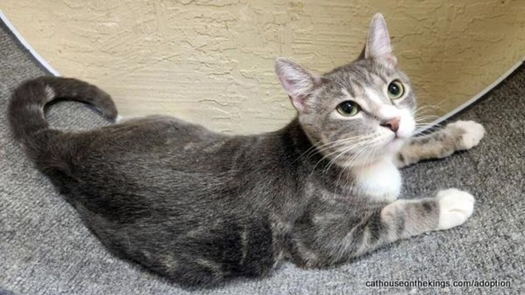 Image of Edith, a gray-and-white kitten who is GV Wire's adoptable pet of the week.