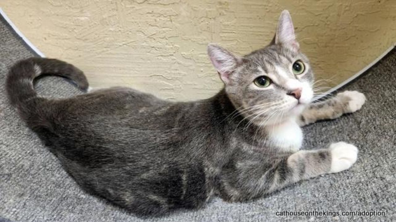 Image of Edith, a gray-and-white kitten who is GV Wire's adoptable pet of the week.