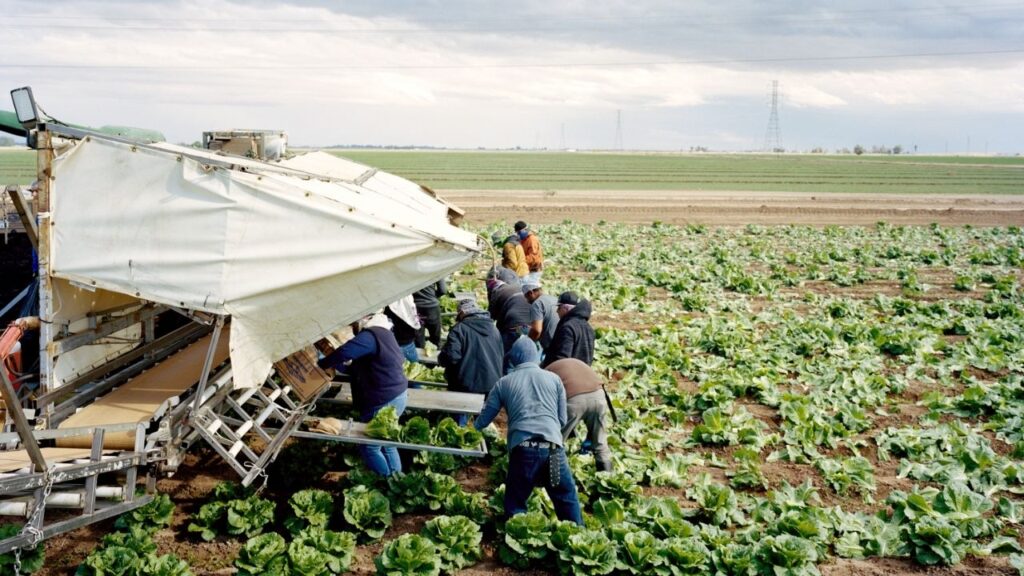 Farmworkers harvest lettuce in Holtville, Calif., on Dec. 23, 2025. The Centers for Disease Control and Prevention announced on Tuesday, July 21, 2026, that it had confirmed more than 2,500 additional cases of cyclospora infections in the United States, making 2026 the worst year for the parasitic infection on record. (Scott Rossi/The New York Times)