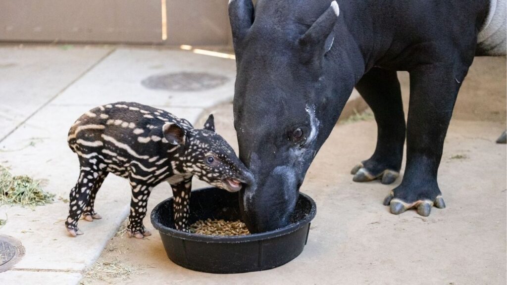 Fresno Chaffee Zoo is celebrating the birth of its first-ever Malayan tapir calf and is inviting the public to help choose the endangered animal's name. (Fresno Chaffee Zoo)