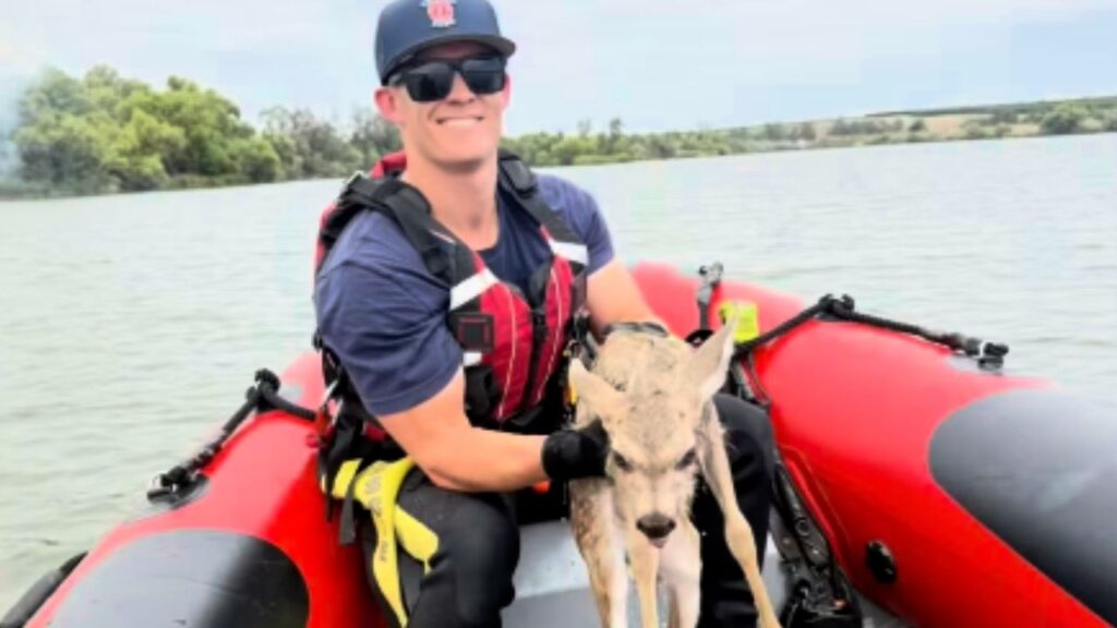 Fresno firefighters and CalFire crews responding to a grass fire on an island in the San Joaquin River rescued a struggling deer fawn from the water and reunited it with its mother while working to contain the blaze Sunday near Millburn Avenue. (Fresno FD)