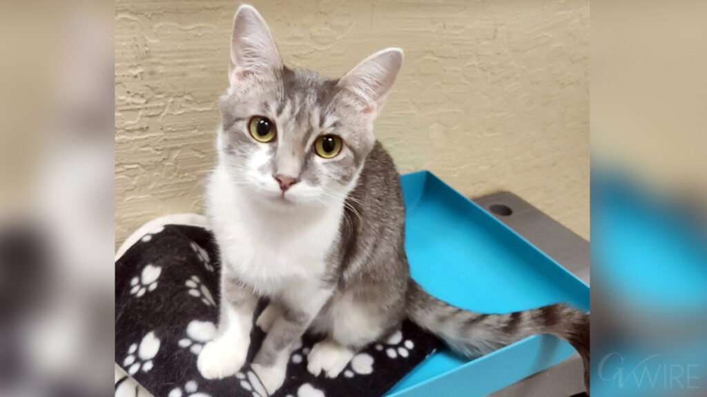 Image of the adoptable cat Genie. She's gray and white and sitting atop a black and white blanket