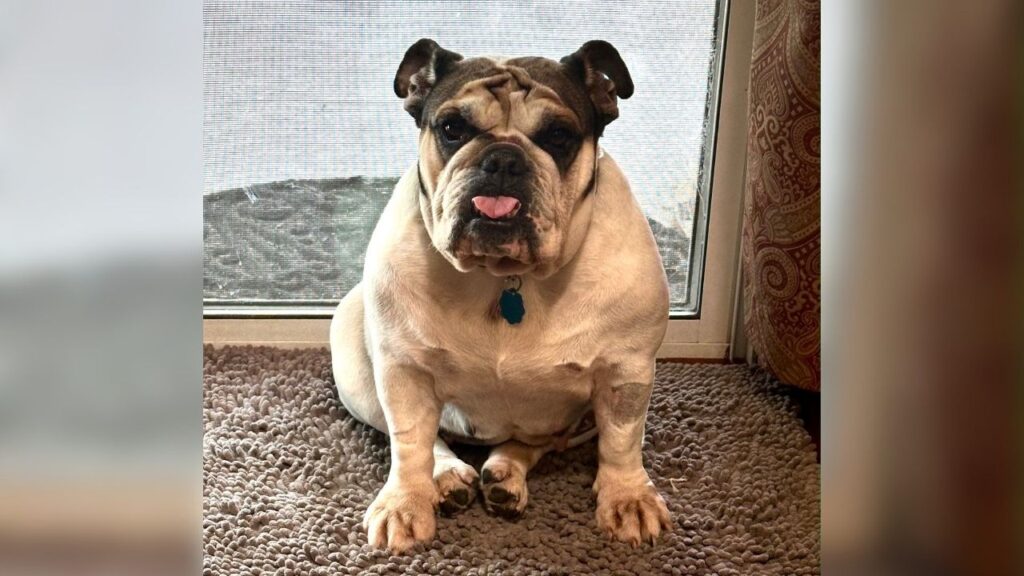 Honey, a 4-year-old English Bulldog with a mellow personality, is looking for a forever home where she can enjoy belly rubs, sunny naps, short walks and plenty of love. (Mell's Mutts)