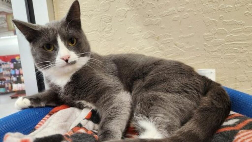 Image of Isabella, a black-and-white 1-year-old who is GV Wire's adoptable pet of the week
