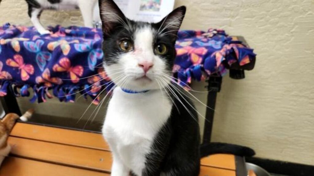 Image of Joel, a black-and-white 2-year-old who is GV Wire's adoptable pet on the week. Joel is pictured sitting on a bench.