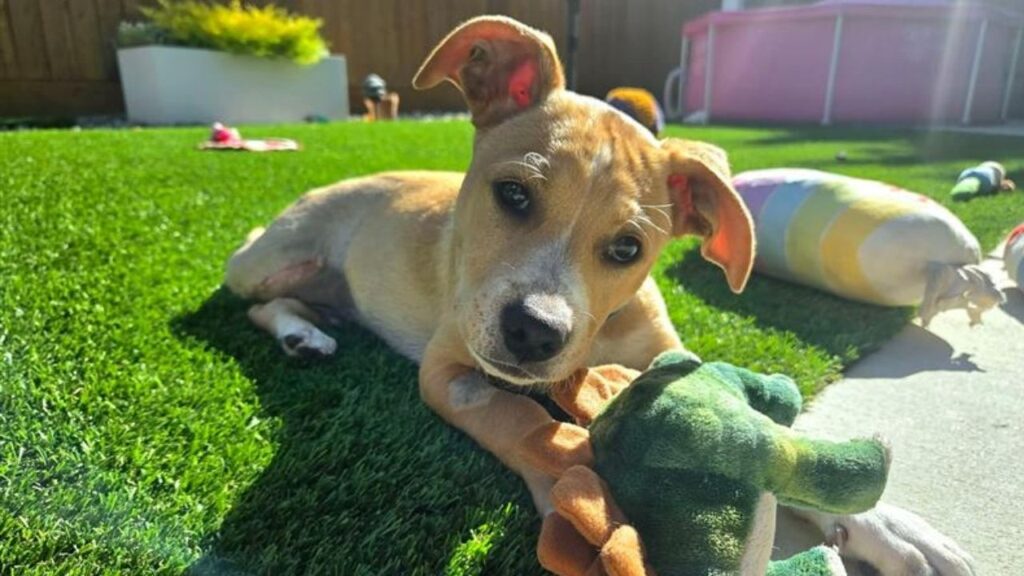 Six-month-old Louie, a terrier mix rescued by Mell's Mutts after surviving a train accident and narrowly avoiding euthanasia, is now a happy, playful tripod puppy searching for a forever home. (Mell's Mutts)