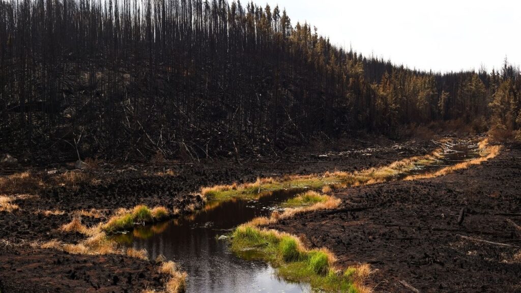 Swaths of burned forest from the Dryden 35 Wildfire, part of a series of wildfires that have forced many to flee their homes, in Thunder Bay, Canada, on July 20, 2026. Residents of northwestern Ontario say their warnings about fires they spotted were dismissed and official information as the flames spread often didn’t come at all. (Cole Burston/The New York Times)
