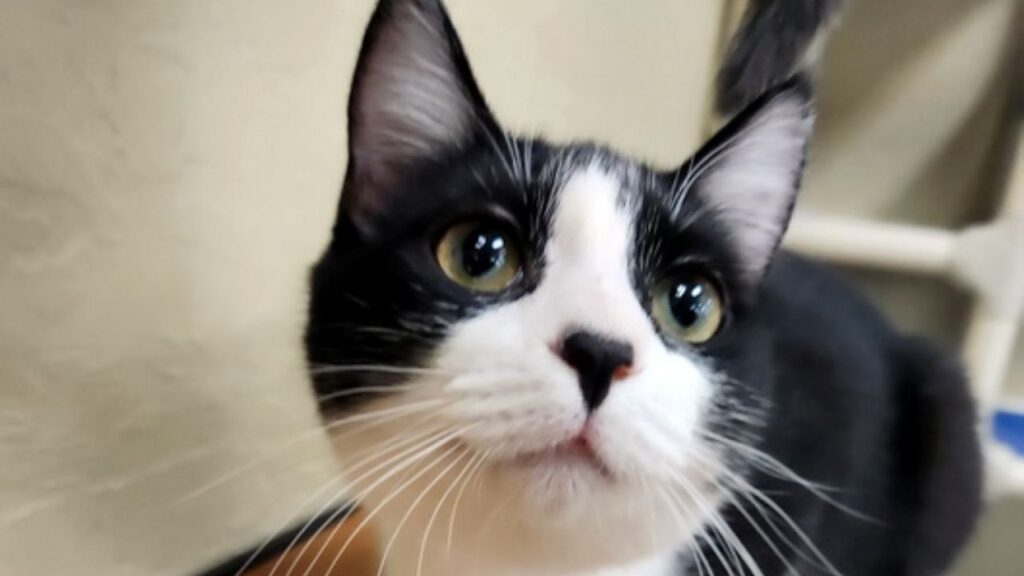 Image of Zay, a black and white kitten who is GV Wire's adoptable pet of the week