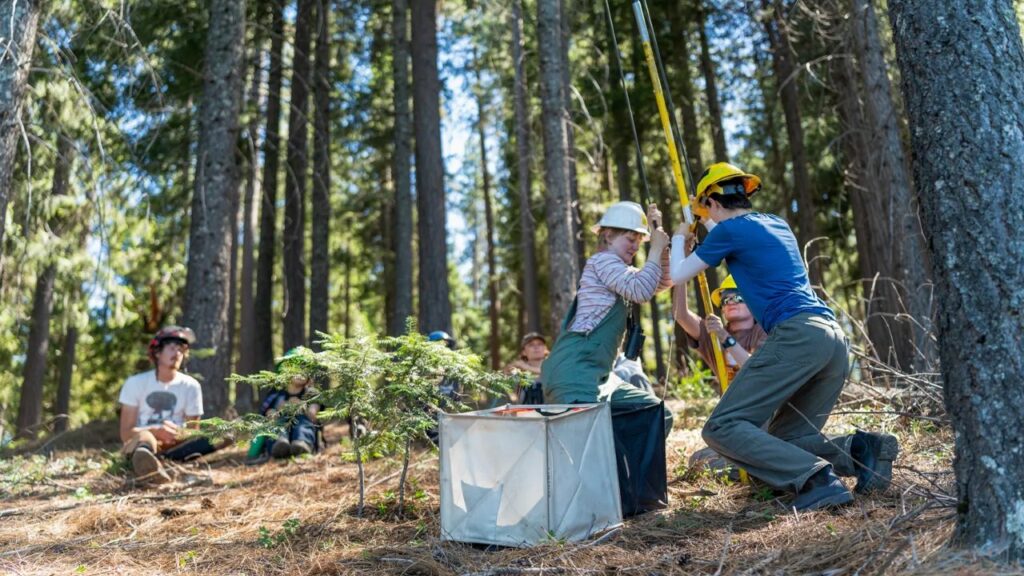 Image of young reforesters preparing to knock down pine cones and use the seeds to plants new trees