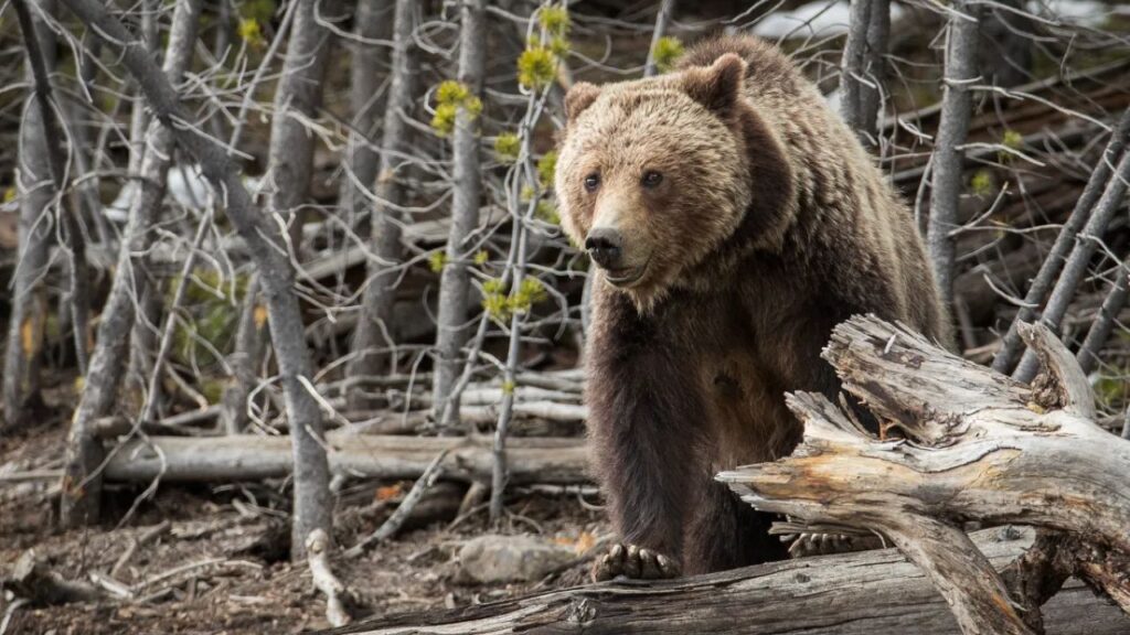 Image of a Grizzly bear at Yellowstone National Park