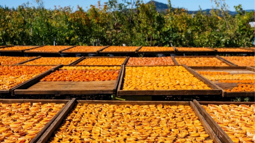 NYTSELECTS – Stone fruit dry in the sun at Andy’s Orchard in Morgan Hill, Calif., on July 26, 2026. While other family orchards in the region sold chunks of land to keep their farms going, Andy Mariani survived by operating a country store where he sells fruit, chocolate-dipped dried apricots, and jams. He also sells wholesale to high-end specialty markets. (Ian C. Bates/The New York Times)