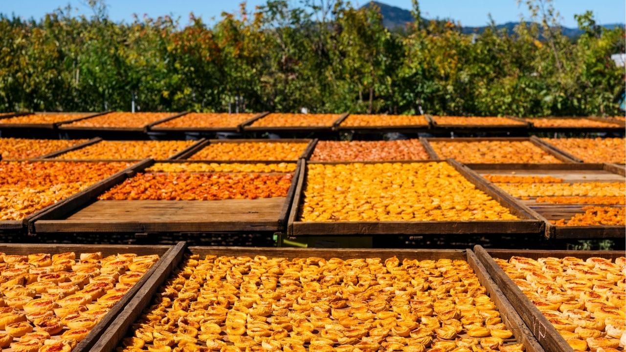 A Silicon Valley Dirt Farmer Hangs up His Shears