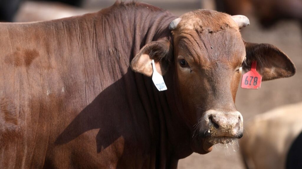 A cow stands in the Lubbock Feeders feedlot, that has 350 acres of feedyard pens, in Lubbock, Texas, U.S., April 22, 2026. REUTERS/Annie Rice